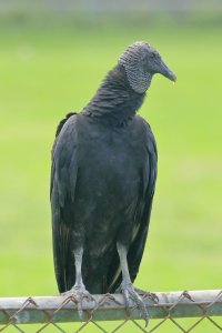 090-4_Blk_Vulture_0023.jpg