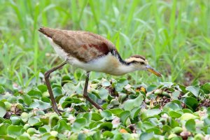 084-1_North_Jacana-j_9527.jpg