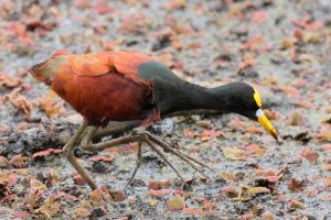 084-1_North_Jacana_9612.jpg