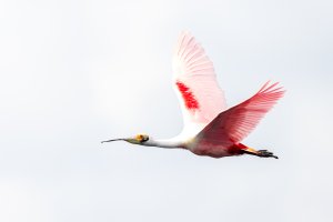 Small-0323.jpg Small-0323.jpg