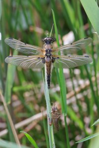 20240504 1041 IMG_2530 Canon EOS R7 - Canon RF 100-500mm F4.5-7.1L IS USM at 151.0 mm - 1.12 ...jpeg