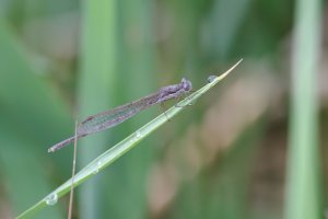 20240504 1029 IMG_2334 Canon EOS R7 - Canon RF 100-500mm F4.5-7.1L IS USM at 500.0 mm - 2.09 ...jpeg