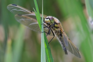 20240504 1036 IMG_2431 Canon EOS R7 - Canon RF 100-500mm F4.5-7.1L IS USM at 500.0 mm - 1.21 ...jpeg