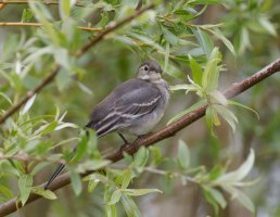 309A6182-DxO_Juvenile_grey_Wagtail-s.jpeg 309A6182-DxO_Juvenile_grey_Wagtail-s.jpeg