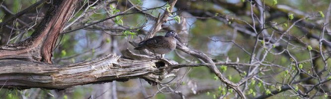 IMG_0614 (1) small.jpg IMG_0614 (1) small.jpg