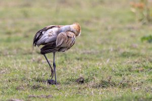 Small-0490.jpg Small-0490.jpg