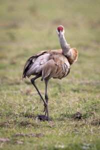 Small-0493.jpg Small-0493.jpg