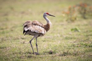 Small-0507.jpg Small-0507.jpg