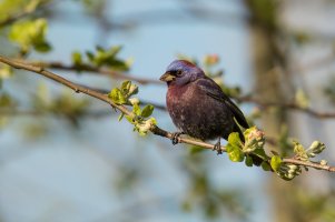 Varied Bunting (male-spring) 2024-100.jpg Varied Bunting (male-spring) 2024-100.jpg