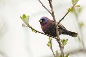 Varied Bunting (male-spring) 2024-102.jpg Varied Bunting (male-spring) 2024-102.jpg