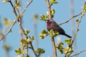 Varied Bunting (male-spring) 2024-104.jpg Varied Bunting (male-spring) 2024-104.jpg