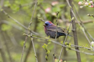 Varied Bunting (male-spring) 2024-112.jpg Varied Bunting (male-spring) 2024-112.jpg