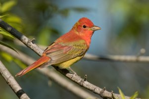 Summer Tanager (male-spring) 2024-100.jpg Summer Tanager (male-spring) 2024-100.jpg