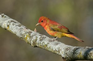 Summer Tanager (male-spring) 2024-101.jpg Summer Tanager (male-spring) 2024-101.jpg