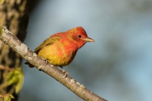 Summer Tanager (male-spring) 2024-102.jpg Summer Tanager (male-spring) 2024-102.jpg
