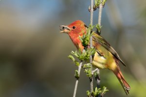 Summer Tanager (male-spring) 2024-106.jpg Summer Tanager (male-spring) 2024-106.jpg