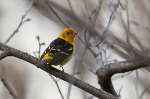 Western Tanager (male-spring) 2024-100.jpg Western Tanager (male-spring) 2024-100.jpg