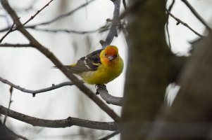 Western Tanager (male-spring) 2024-101.jpg