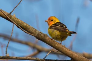 Western Tanager (male-spring) 2024-102.jpg Western Tanager (male-spring) 2024-102.jpg
