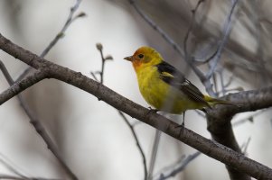 Western Tanager (male-spring) 2024-103.jpg