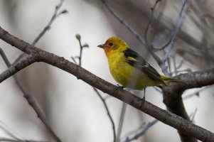 Western Tanager (male-spring) 2024-103.jpg Western Tanager (male-spring) 2024-103.jpg