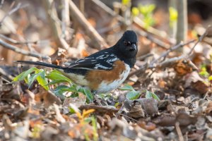 Spotted Towhee (male-spring) 2024-100.jpg