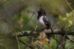 Spotted Towhee (male-spring) 2024-101.jpg