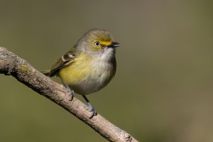 White-eyed Vireo (adult-spring) 2024-100.jpg