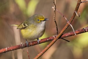 White-eyed Vireo (adult-spring) 2024-101.jpg