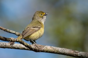 White-eyed Vireo (adult-spring) 2024-104.jpg