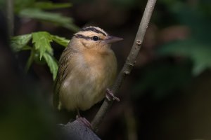 Worm-eating Warbler (spring) 2024-103.jpg