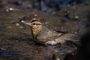 Worm-eating Warbler (spring) 2024-106.jpg