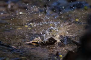 Worm-eating Warbler (spring) 2024-108.jpg