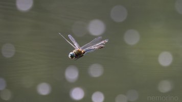 first DIF of the year_02.jpg