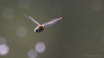 first DIF of the year_03.jpg