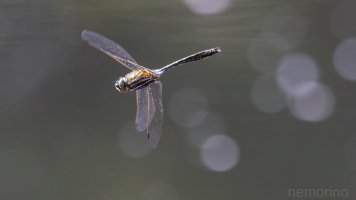 first DIF of the year.jpg