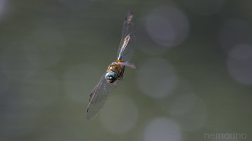 first DIF of the year_04.jpg