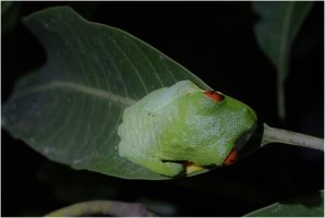 Blue Crystal Frog II.jpg