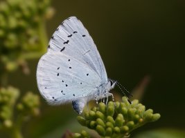 3R3A8478-DxO_Holly_Blue_Butterfly_underwing+abdomen_400mm-lss.jpeg