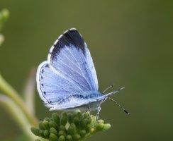 3R3A8482-DxO_Holly_Blue_Butterfly_upperwing_400mm.jpg