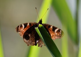 309A6535-DxO_Peacock_Butterfly_backlit.jpg