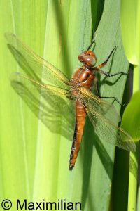 scarce_chaser_2024_02.JPG
