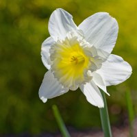 Daffodil.jpg