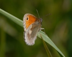 309A6636-DxO_Small_Heath_Butterfly.jpg