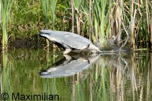 heron_2024_02.JPG