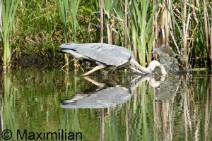 heron_2024_03.JPG