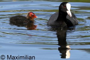 coot_2024_02.JPG
