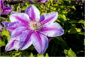 clematis.jpg