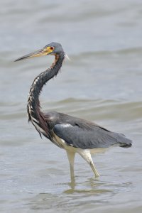 058-5_Tricolored_Heron_0652.jpg