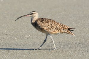 074-2_Whimbrel_0631.jpg